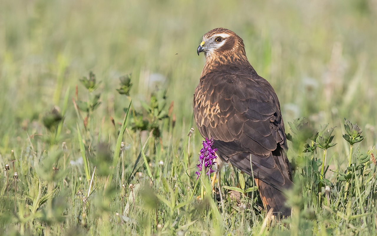 Montagu's Harrier